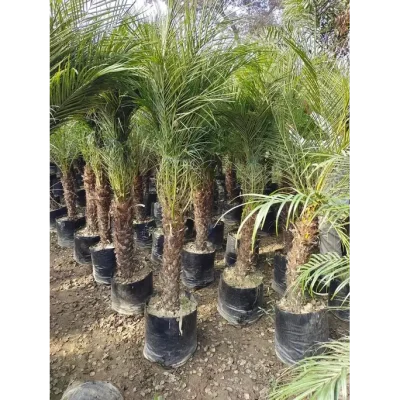 Phoenix Palm in delhi (Phoenix Canariensis) | Canary Island Date Palm | For Landscapers/Lawn Owners/ House Garden